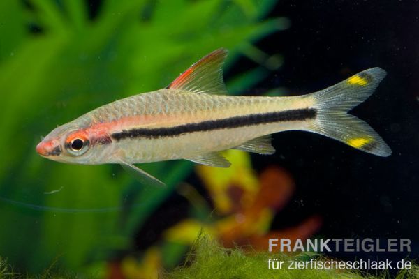Rotstrichbarbe - Puntius denisonii